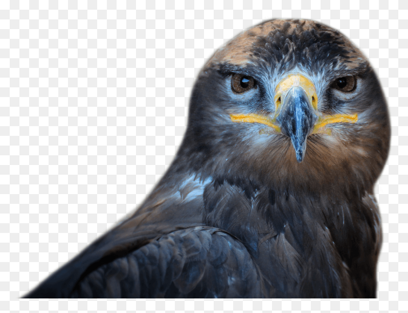 1584x1190 Falcon, Bird, Animal, Buzzard HD PNG Download