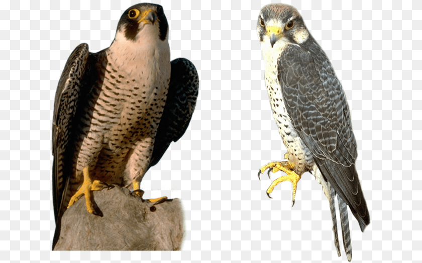 700x525 Falcon, Accipiter, Animal, Beak, Bird PNG
