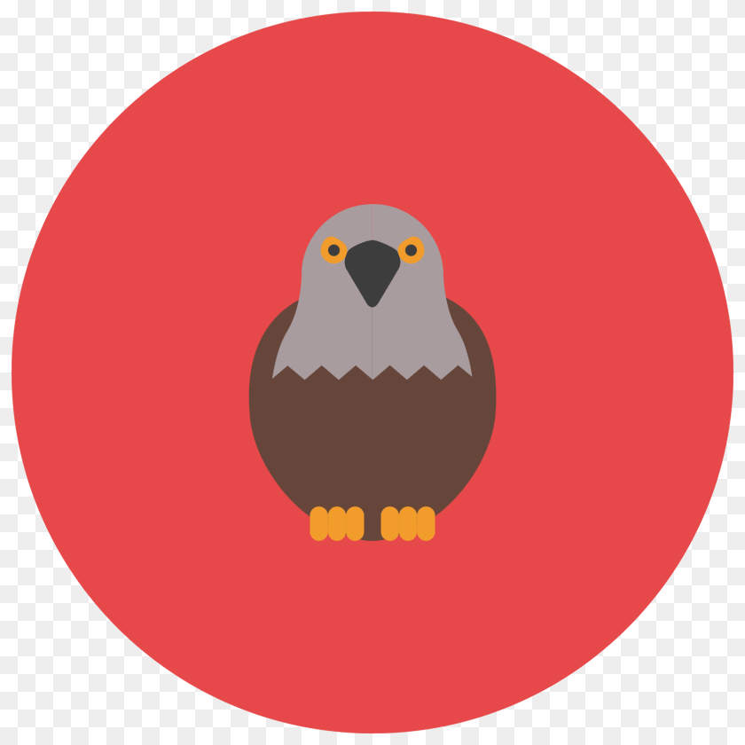1600x1600 Falcon, Animal, Bird, Beak, Astronomy Clipart PNG