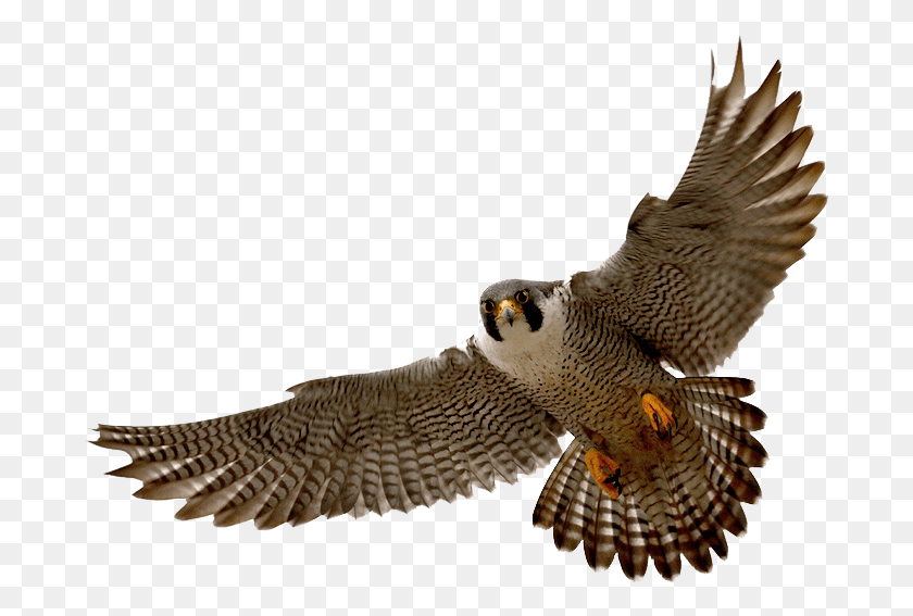 687x507 Falcon Clip Art Tumundografico 4 Wikiclipart Peregrine Falcon, Accipiter, Bird, Animal HD PNG Download