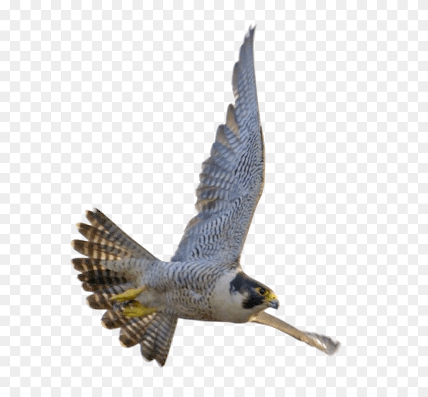 591x720 Falcon Transparent Image Transparent Peregrine Falcon, Bird, Animal, Accipiter HD PNG Download