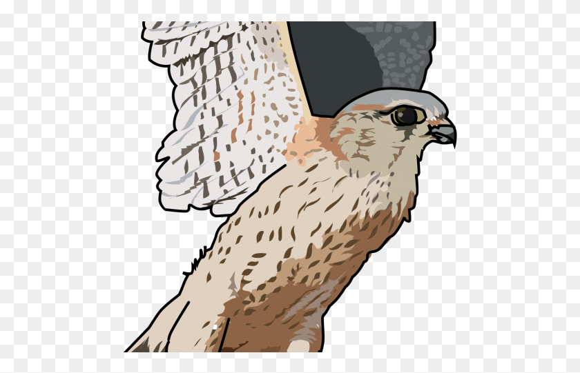 485x481 Falcon Transparent Images Clip Art, Animal, Hawk, Bird HD PNG Download