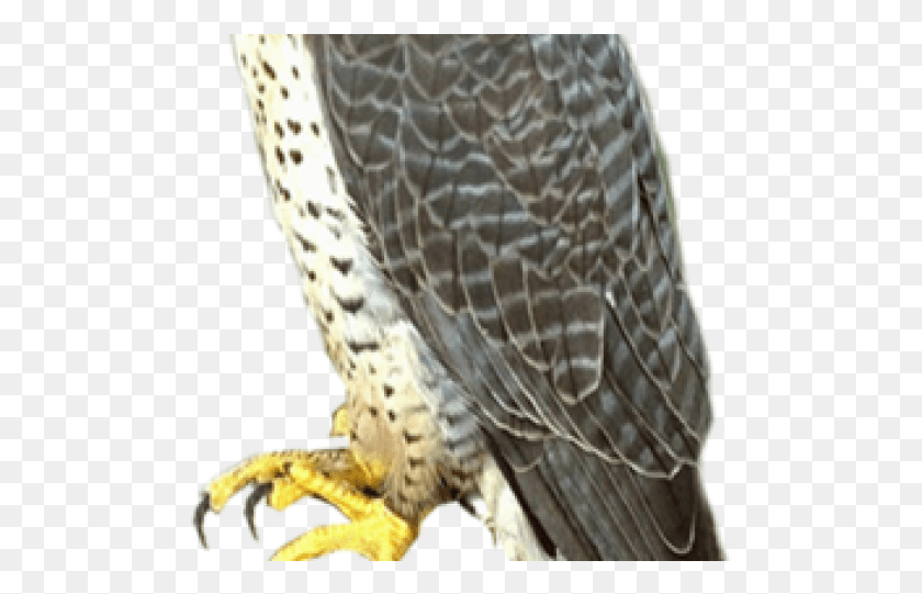495x481 Falcon Transparent Images Transparent Falcon, Accipiter, Bird, Animal HD PNG Download