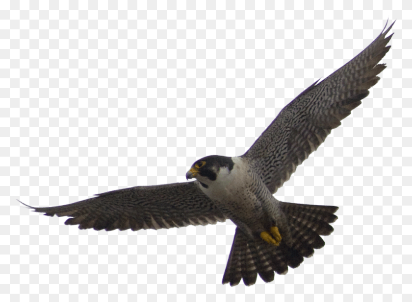 938x670 Falcon Vector Peregrine Falcon, Bird, Animal, Buzzard HD PNG Download