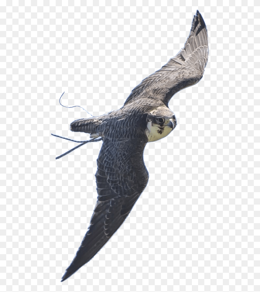 513x882 Falconry Display Team Peregrine Falcon, Bird, Animal, Flying HD PNG Download