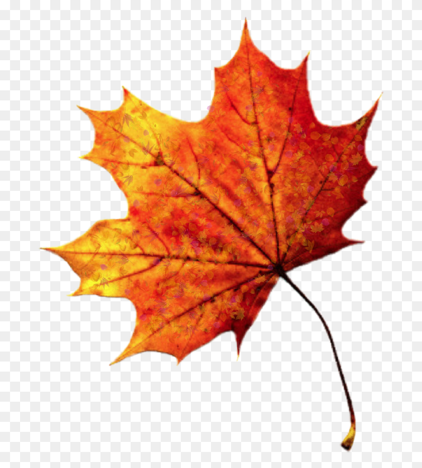 689x872 Осенние Осенние Листья, Лист, Растение, Дерево Hd Png Скачать