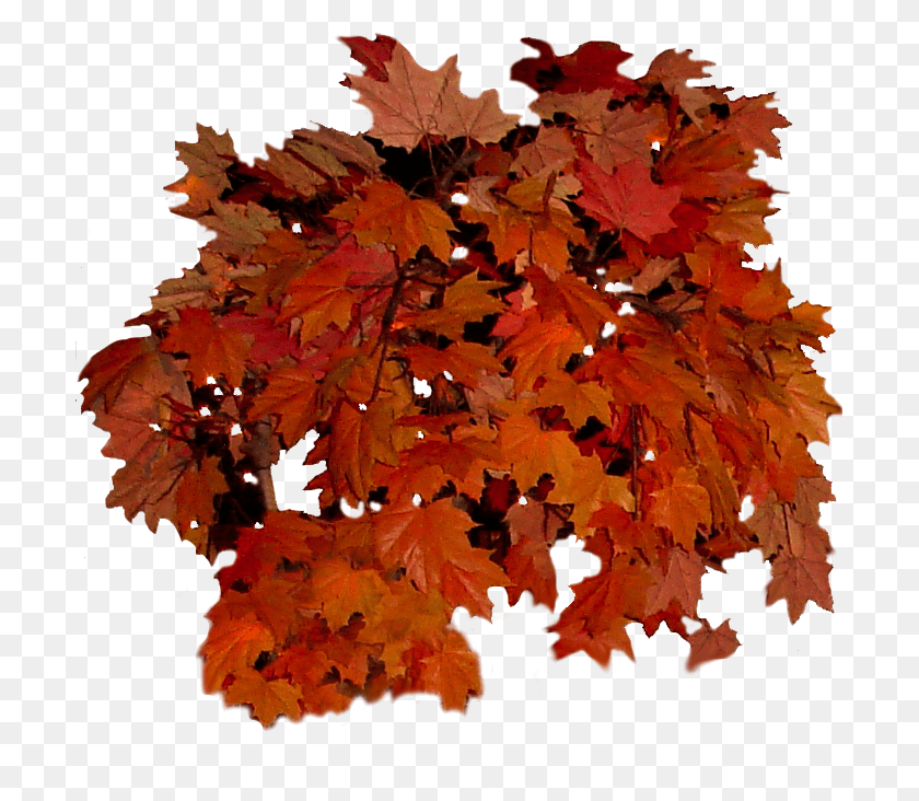 701x672 Fall Clipart Fall Foliage Bunch Of Autumn Leaves, Leaf, Plant, Tree HD PNG Download