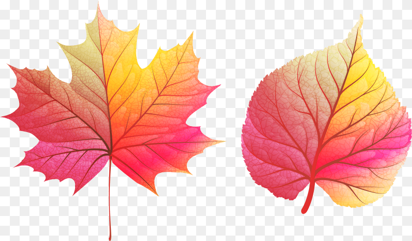 5898x3450 Fall Color Leaves, Text, Logo, Dynamite, Weapon Transparent PNG