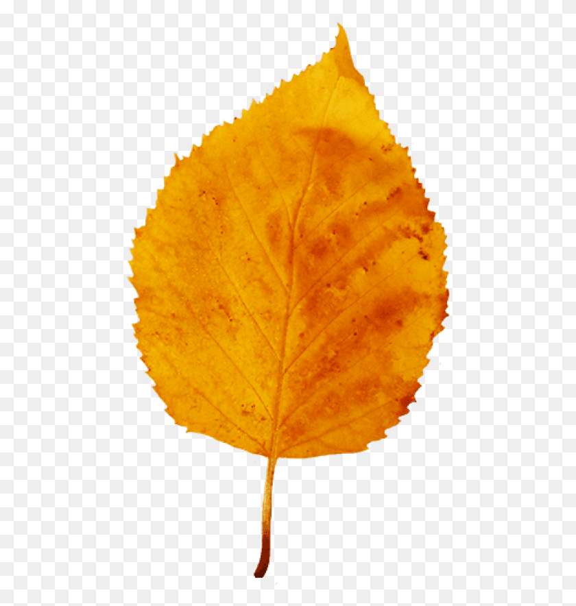 480x824 Fall Leaf Images Background Fall Leaf Yellow, Leaf, Plant, Pineapple HD PNG Download