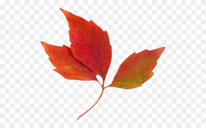 515x460 Осенние Листья Границы Картинки Осенние Листья Картинки, Лист, Растение, Дерево Hd Png Скачать