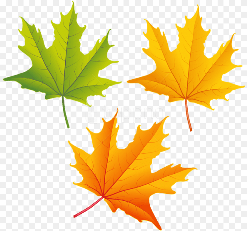 827x787 Fall Leaves Clipart High Resolution Transparent Fall Autumn Leaves Clipart, Leaf, Plant, Tree, Maple Leaf Sticker PNG