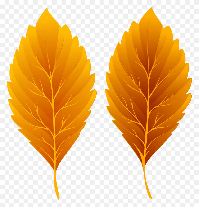 7549x7892 Fall Leaves Clipart Image, Leaf, Plant, Pattern HD PNG Download