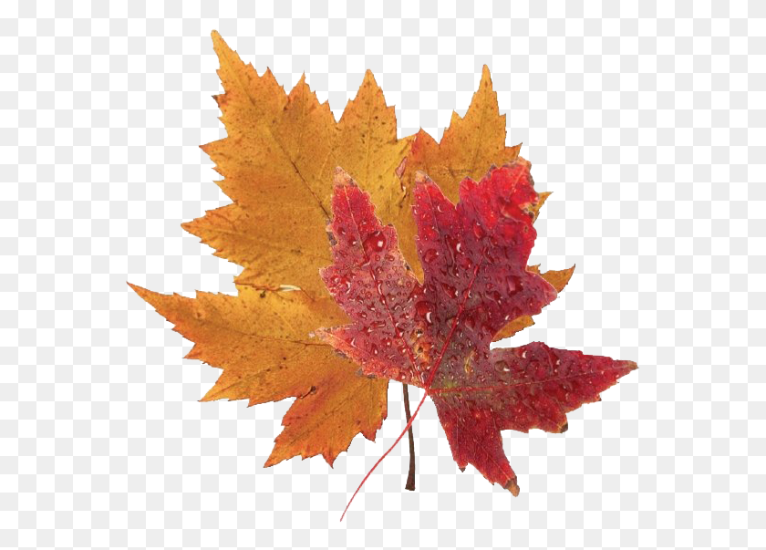 565x543 Осенние Листья Клипарт Настоящий Синий Кленовый Лист, Лист, Растение, Дерево Hd Png Скачать