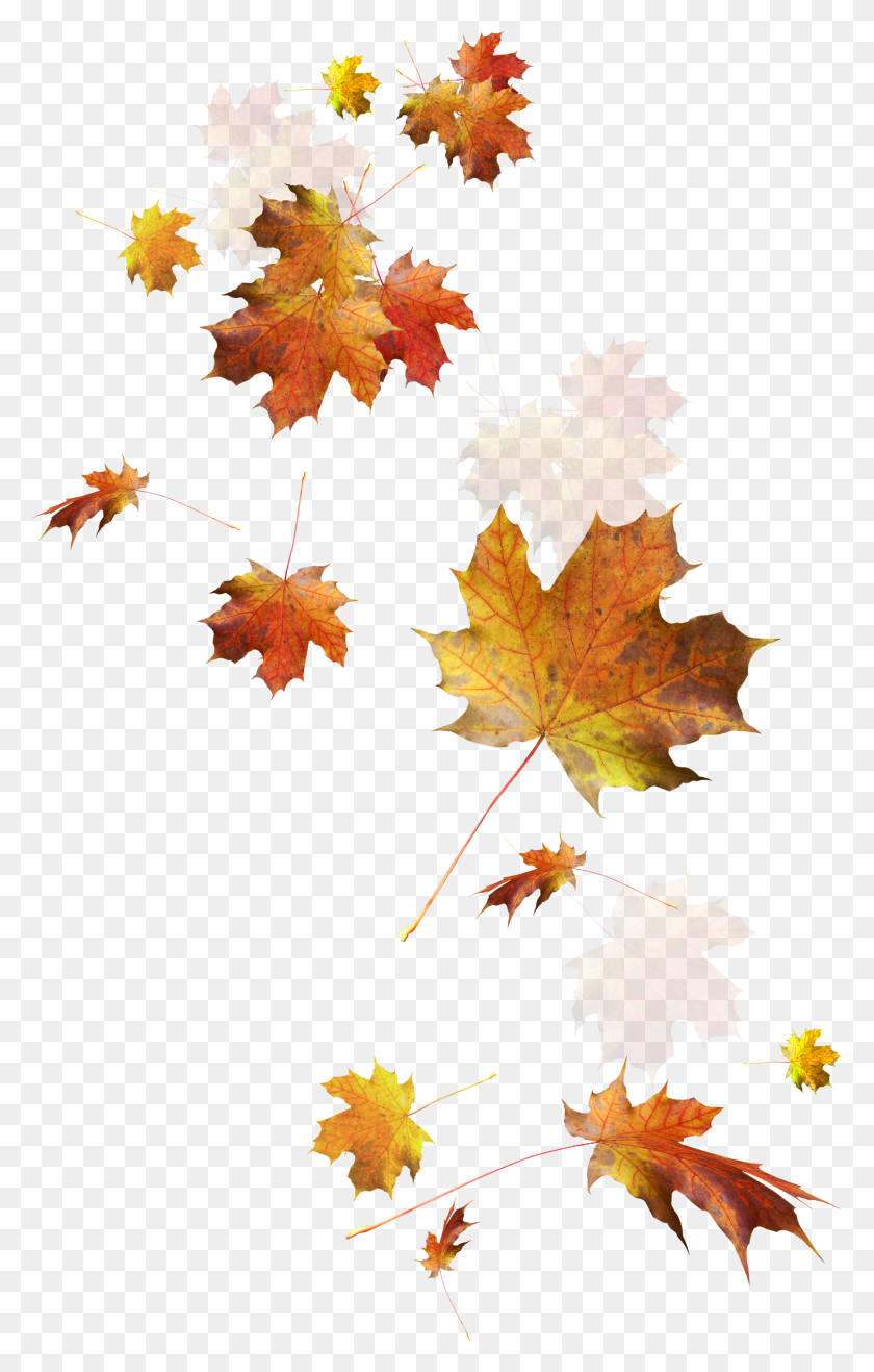 1611x2598 Осенние Листья Падают Осенние Листья Прозрачный Фон, Лист, Растение, Дерево Hd Png Скачать