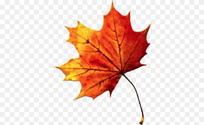 Fall Leaves Images 1 Image Background Fall Leaf, Plant, Tree, Maple, Maple Leaf PNG