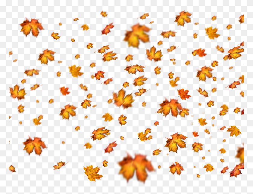 800x600 Fall Leaves Overlay For Photoshop Overlay For Photoshop, Leaf, Plant, Tree HD PNG Download