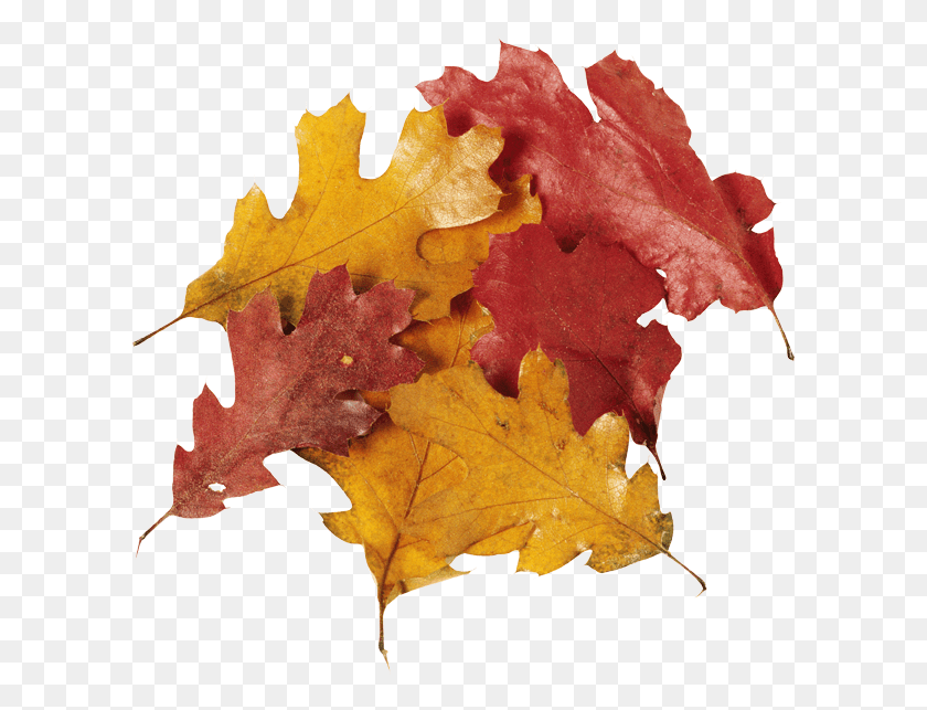 600x583 Осенние Листья Куча, Лист, Растение, Дерево Hd Png Скачать
