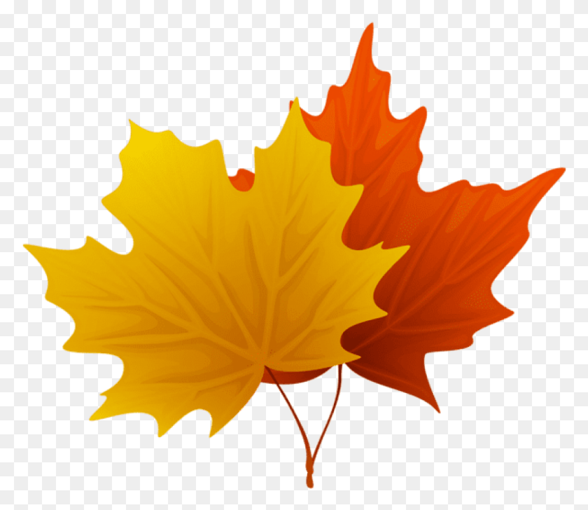841x721 Fall Maple Leaves Decorative Clipart Maple Leaves Clip Art, Leaf, Plant, Tree HD PNG Download