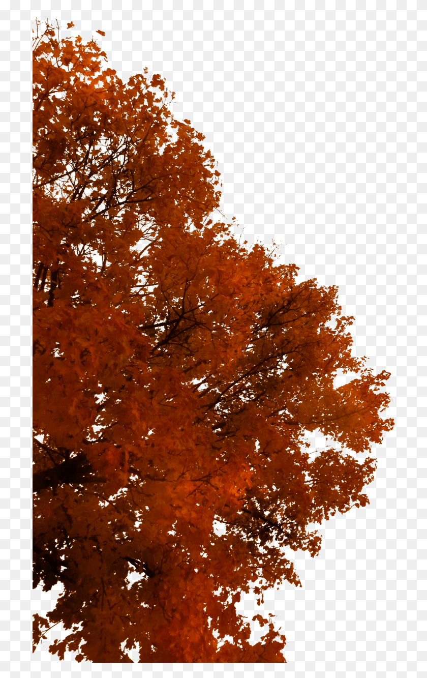 714x1273 Осеннее Небо Осенняя Ветка Дерева, Дерево, Растение, Клен Hd Png Скачать