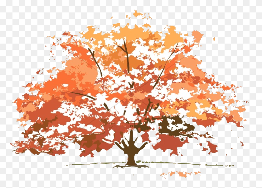 776x544 Fall Tree Colors Maple Nature Clipart Transparent Trees Look In Different Seasons, Plant, Outdoors, Mountain HD PNG Download