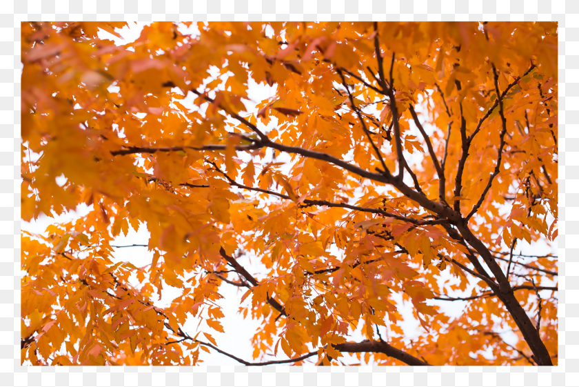 2083x1340 Осеннее Дерево Апельсин Осенние Листья Hd Png Скачать