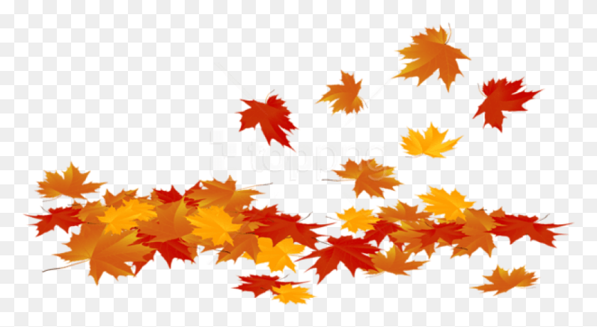 841x433 Fallen Leaves Clipart Transparent Background Pumpkins White Background, Leaf, Plant, Tree HD PNG Download