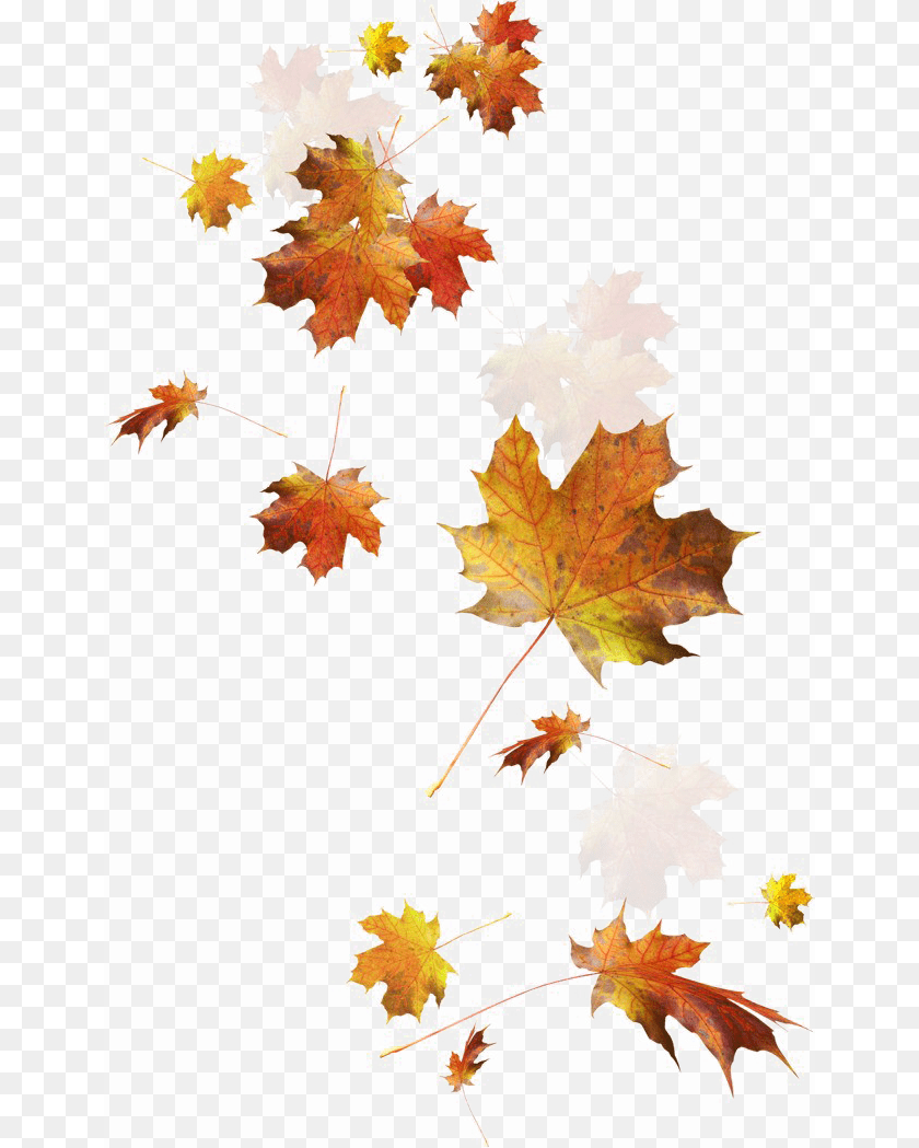 Falling Autumn Leaves Image Autumn Leaves, Leaf, Maple, Plant, Tree Transparent PNG