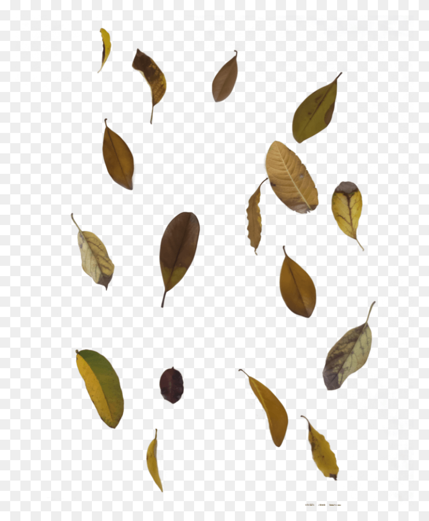 806x991 Falling Autumn Leaves Transparent Images Leaf Overlay Transparent, Plant, Seed, Grain HD PNG Download