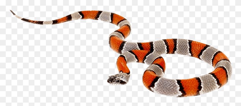 1084x434 Falso Coral Serpiente, Serpiente Rey, Reptil, Animal Hd Png
