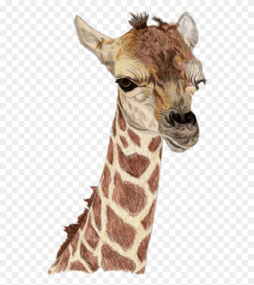535x883 Family Cute Follow Love2Edit Детский Жираф Детский Жираф, Жираф, Дикая Природа, Млекопитающее Hd Png Скачать