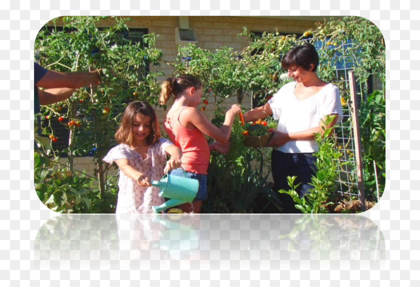 711x514 Descargar Png / Familia Plantando Hortalizas En El Jardín, Al Aire Libre, Persona, Humano Hd Png