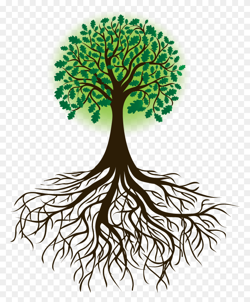 772x956 Family Tree Drawing Photo Tree With Roots Transparent, Plant, Root, Lamp HD PNG Download