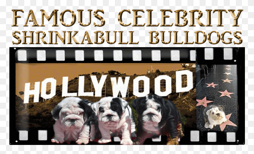 851x492 Famous Celebrity Shrinkabull Bulldogs Puppy Photos Hollywood Sign, Advertisement, Dog, Pet HD PNG Download