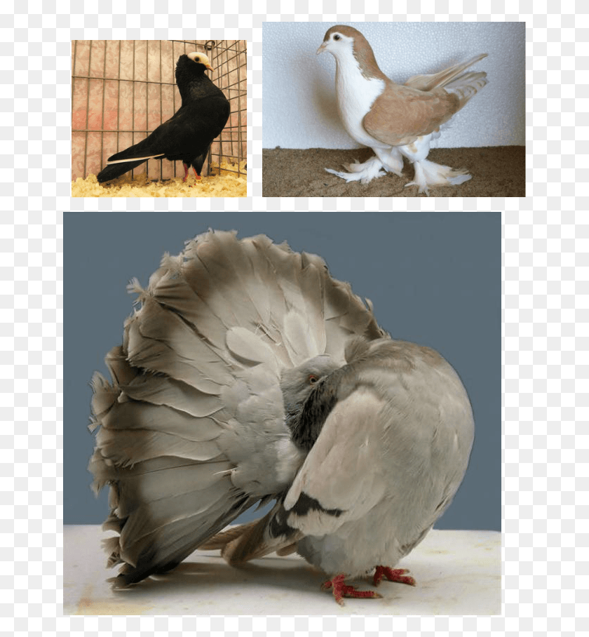 661x848 Fancy Pegions In Kerala Pigeon With Fluffy Neck, Bird, Animal, Dove HD PNG Download