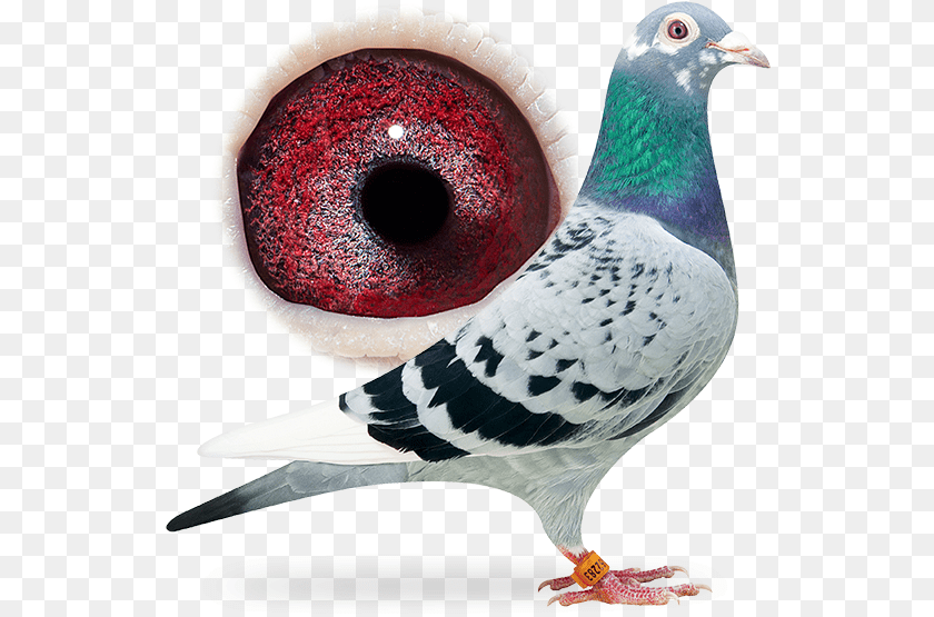 545x555 Fancy Pigeon, Animal, Bird, Dove Sticker PNG