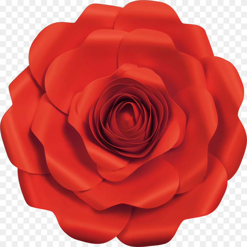 4923x4921 Fancy Red Rose Image Japanese Camellia, Flower, Petal, Plant PNG