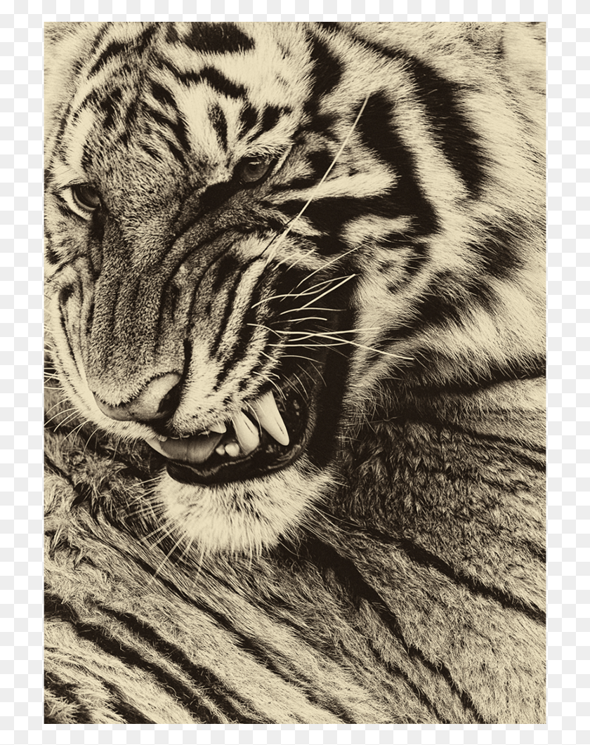 717x1001 Fangs, Tiger, Wildlife, Mammal HD PNG Download