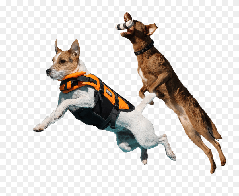 1097x887 Faq Dog Catches Something, Pet, Canine, Animal HD PNG Download