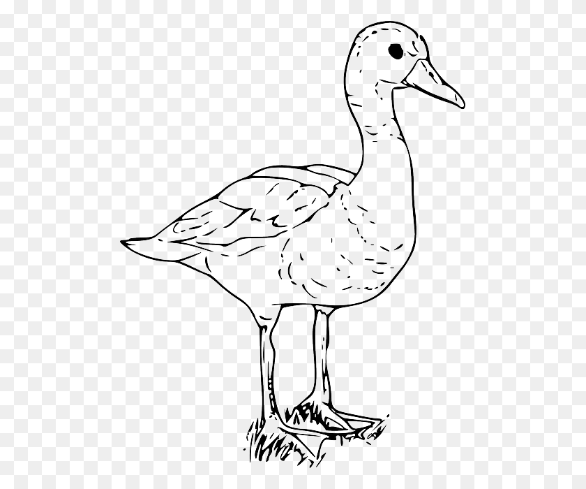 Farm Animals Black And White Clipart, Goose, Bird, Animal HD PNG ...