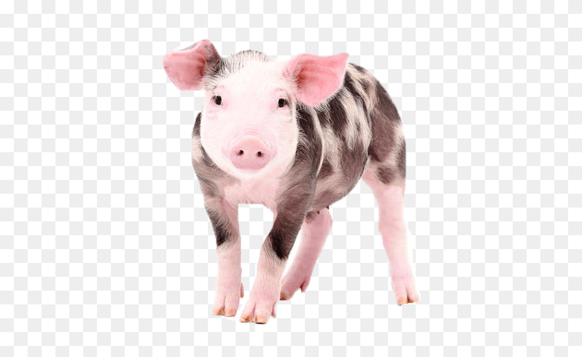 375x456 Farm Animals Together, Pig, Mammal, Animal HD PNG Download