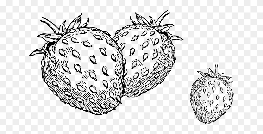 655x369 Farms That Offer A Weekly Vegetable Basket Csa Seedless Fruit, Lace, Pattern HD PNG Download