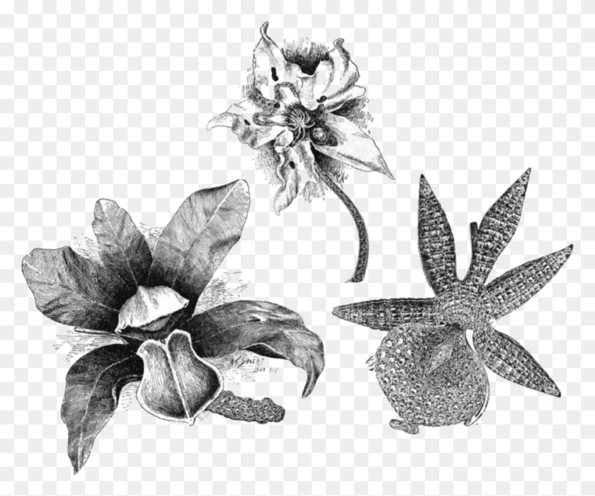 934x768 Farnham Orchid Brooches Orchid Illustration, Plant, Leaf, Flower HD PNG Download