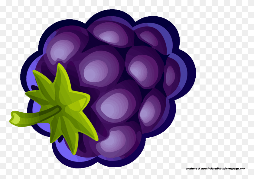 1029x704 Fascinating Blueberry Fruit Clipart Illustration, Plant, Grapes, Food HD PNG Download