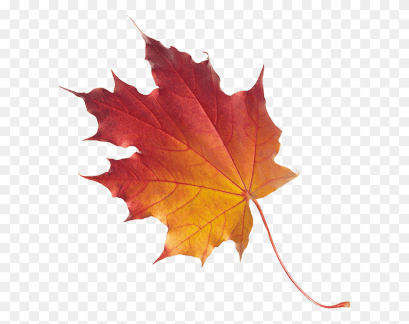 603x606 Fashi Banner Leaf Maple Leaf, Plant, Tree, Rose HD PNG Download