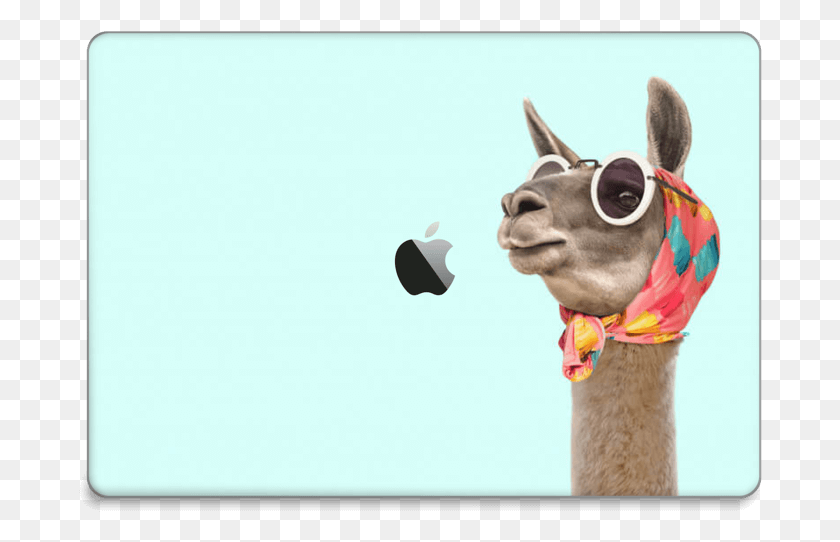 684x482 Модная Кожа Ламы Macbook Pro 15 2016 Пол Фуэнтес Лама, Млекопитающее, Животное, Верблюд Hd Png Скачать