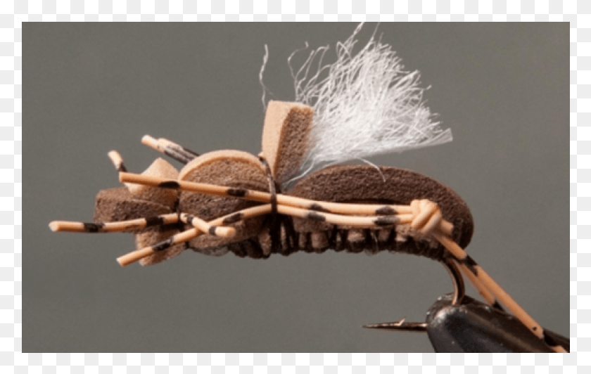 801x485 Fat Albert Grasshopper Insect, Animal, Invertebrate, Bird HD PNG Download