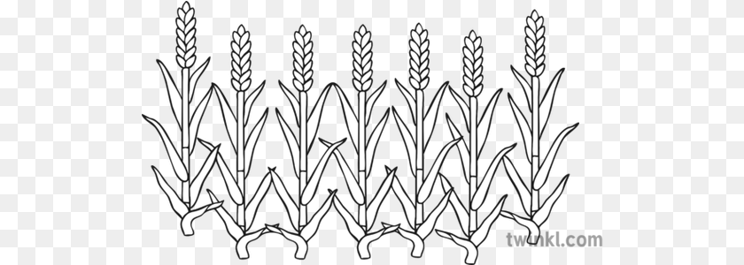 522x300 Fat Corn Stalks Black And White 4 Line Art, Grass, Plant, Chandelier, Lamp Transparent PNG