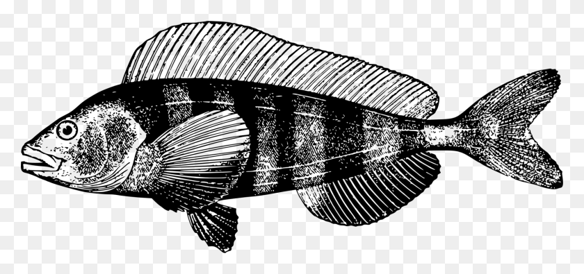 1742x750 Фауна Рыба Тилапия Иллюстрация, Серый, Мир Варкрафта Png Скачать