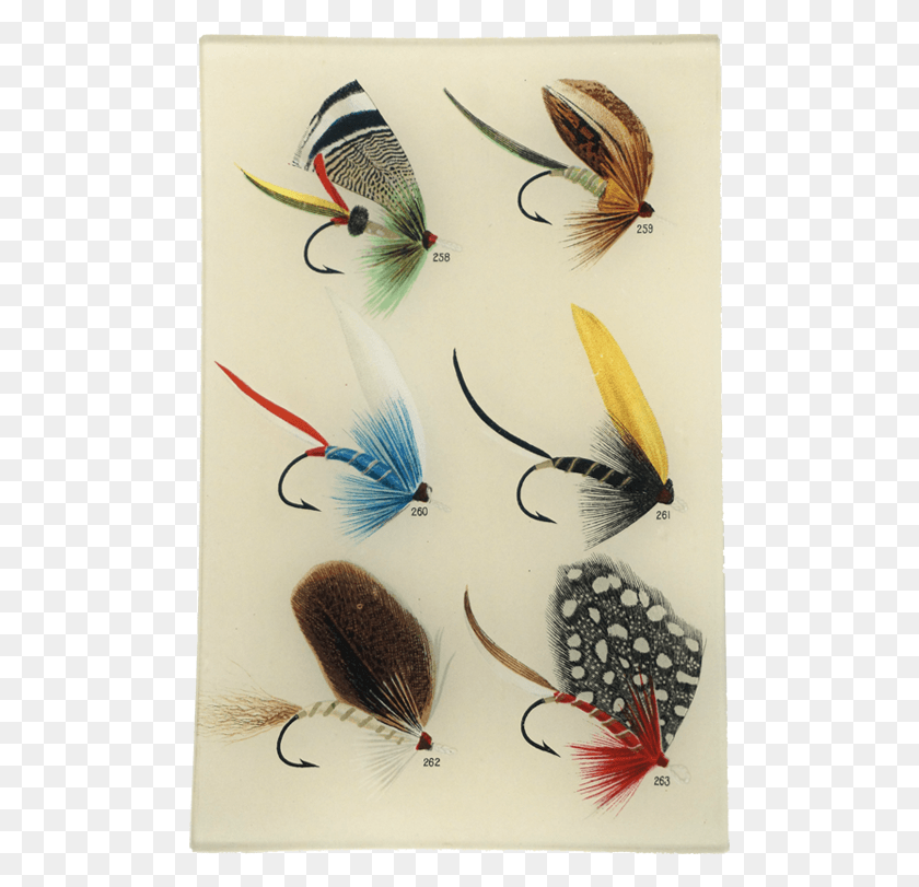 495x751 Favorite Flies And Their Histories, Bird, Animal HD PNG Download