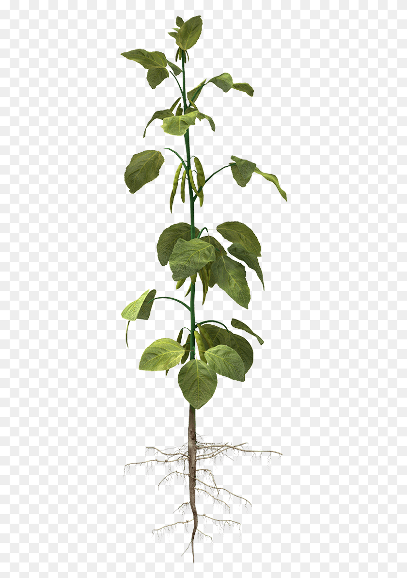 347x1132 Fe Iron Soybean Plant, Flower, Blossom, Acanthaceae HD PNG Download